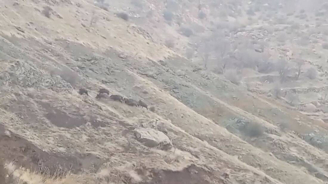 Diyarbakır’ın Çermik ilçesinde, aç kalan domuz sürüsü, yerleşim yerine kadar