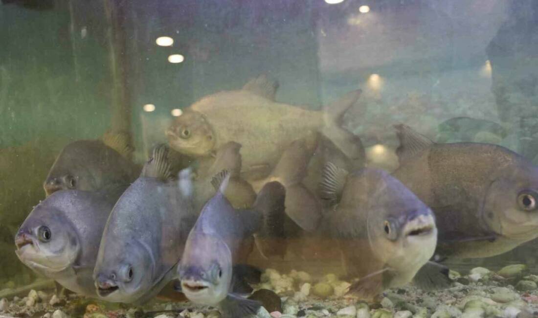 Diyarbakır’da kelle paçacıda, işletme sahibi 12 yıl önce oğlunun verdiği