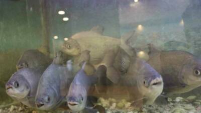 Diyarbakır’da kelle paçacıda, işletme sahibi 12 yıl önce oğlunun verdiği