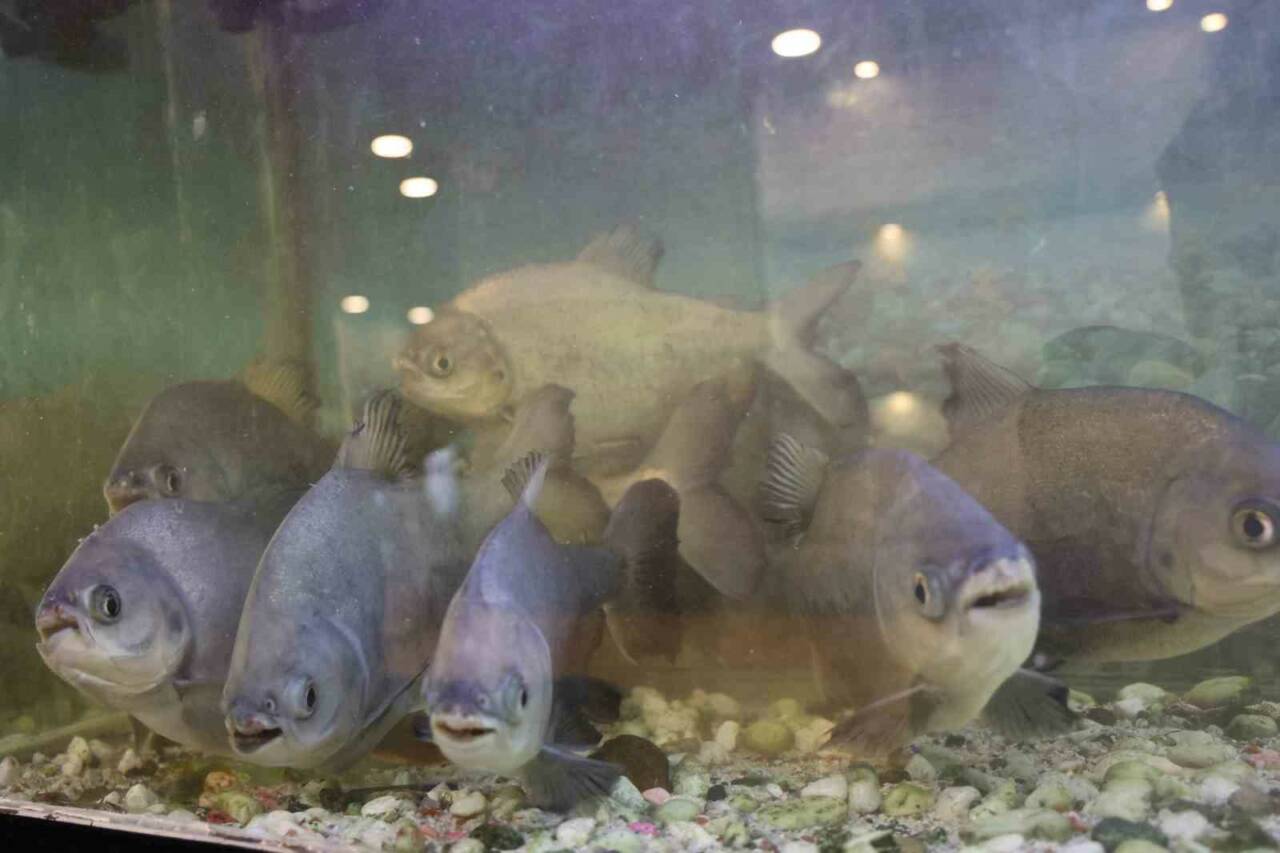 Diyarbakır’da kelle paçacıda, işletme sahibi 12 yıl önce oğlunun verdiği