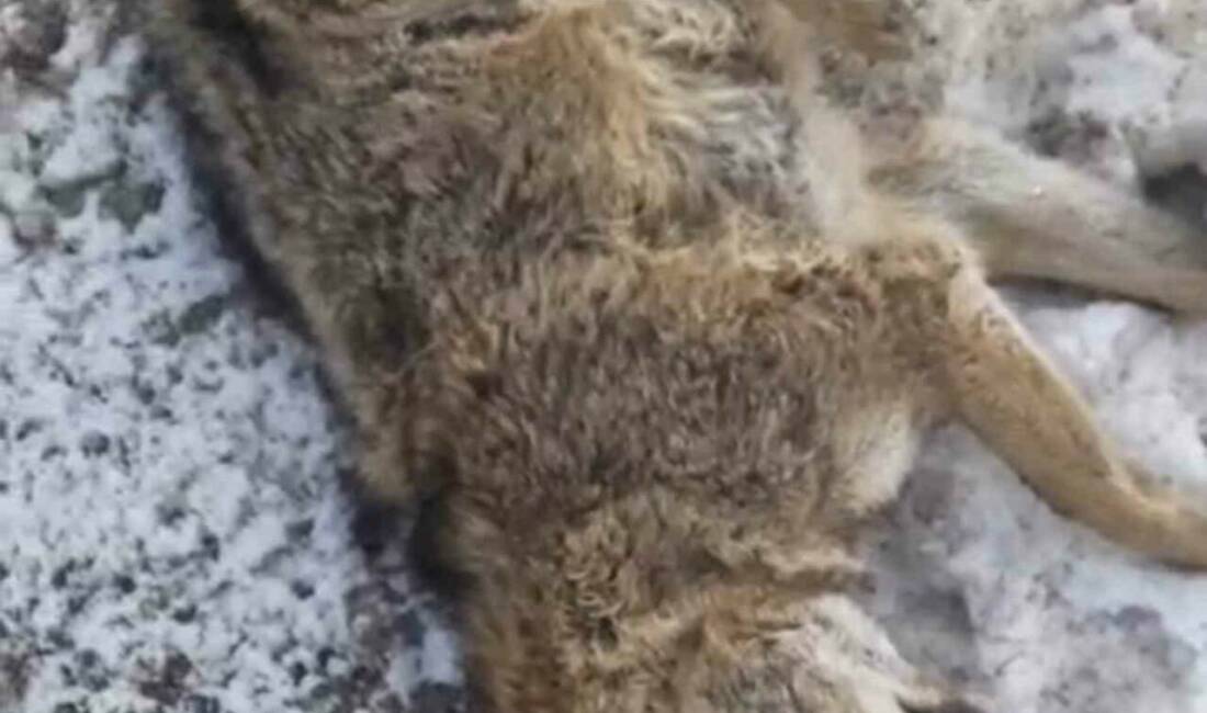 Adıyaman’ın Gölbaşı ilçesinde yolun karşısına geçmeye çalışan kurt, aracın çarpması