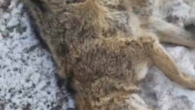 Adıyaman’ın Gölbaşı ilçesinde yolun karşısına geçmeye çalışan kurt, aracın çarpması