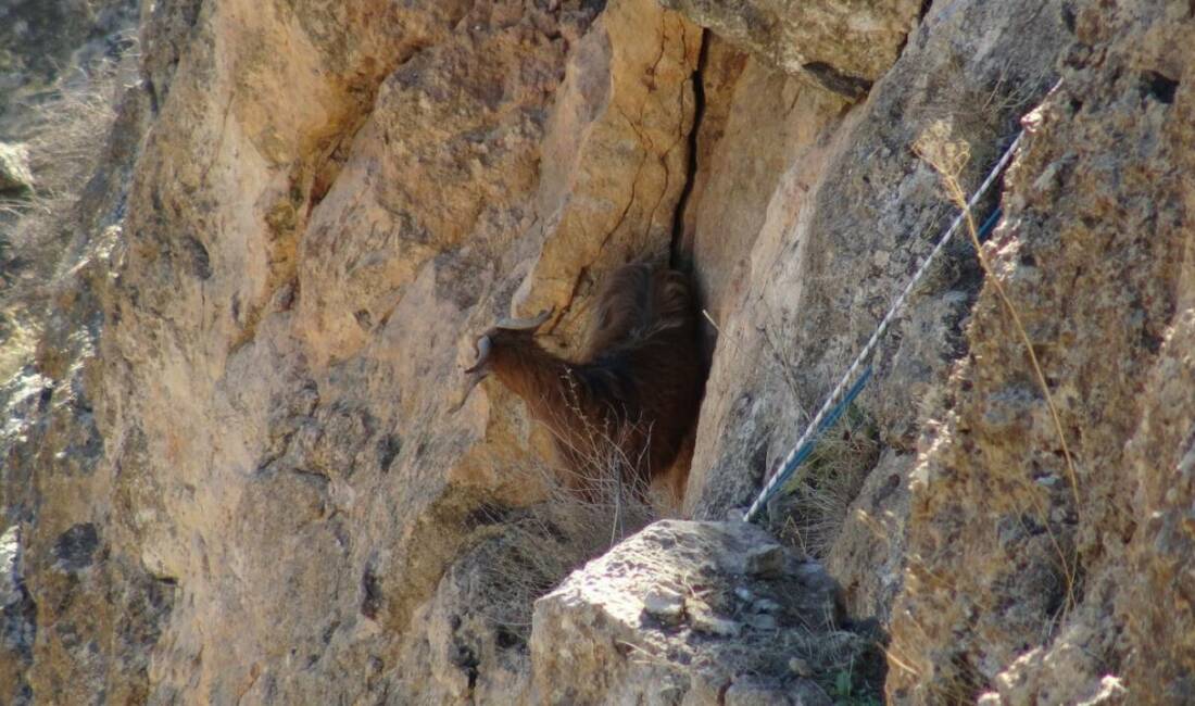Batman’ın Hasankeyf ilçesine bağlı Yaka Köyü kırsalında sarp kayalıklarda 5