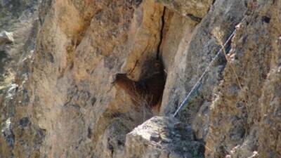 Batman’ın Hasankeyf ilçesine bağlı Yaka Köyü kırsalında sarp kayalıklarda 5