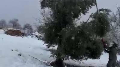 Adıyaman’da, birkaç gündür etkili olan kar yağışına dayanamayan bazı ağaçlar