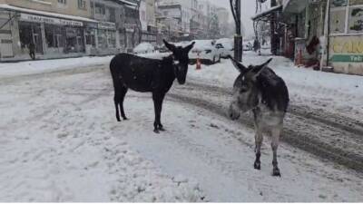 Diyarbakır’ın Çermik ilçesinde sosyal medya üzerinden sahipsiz iki eşeği karlar