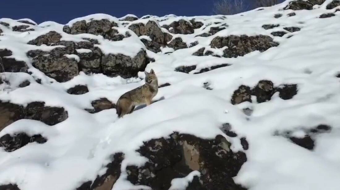 Diyarbakır’ın Çermik ilçesinde karlı dağlık alanda yiyecek arayan kurt, dronla