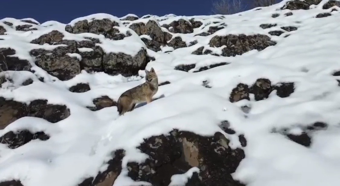 Diyarbakır’ın Çermik ilçesinde karlı dağlık alanda yiyecek arayan kurt, dronla