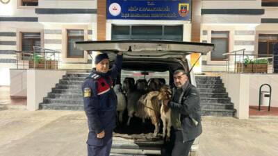 Gaziantep’te sahte para ile hayvan alarak besici vatandaşı dolandıran 3