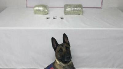 Şanlıurfa’da satışa hazır paketlenmiş halde 2 kilogram kubar esrar ele