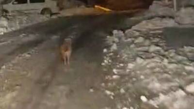 Adıyaman’ın Sincik ilçesinde kurt görüntülendi.