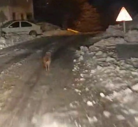 Adıyaman’ın Sincik ilçesinde kurt görüntülendi.