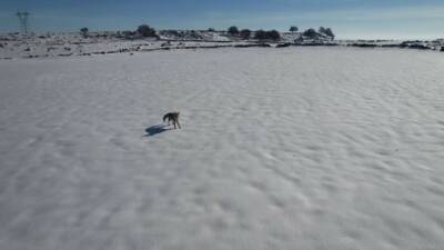 Şanlıurfa’nın Siverek ilçesinde kar yağışı nedeniyle yolunu şaşıran bir tilki