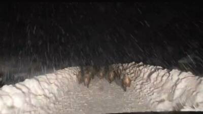 Siirt’in Şirvan ilçesinde yaban domuzu sürüsü, karla mücadele çalışması yapan