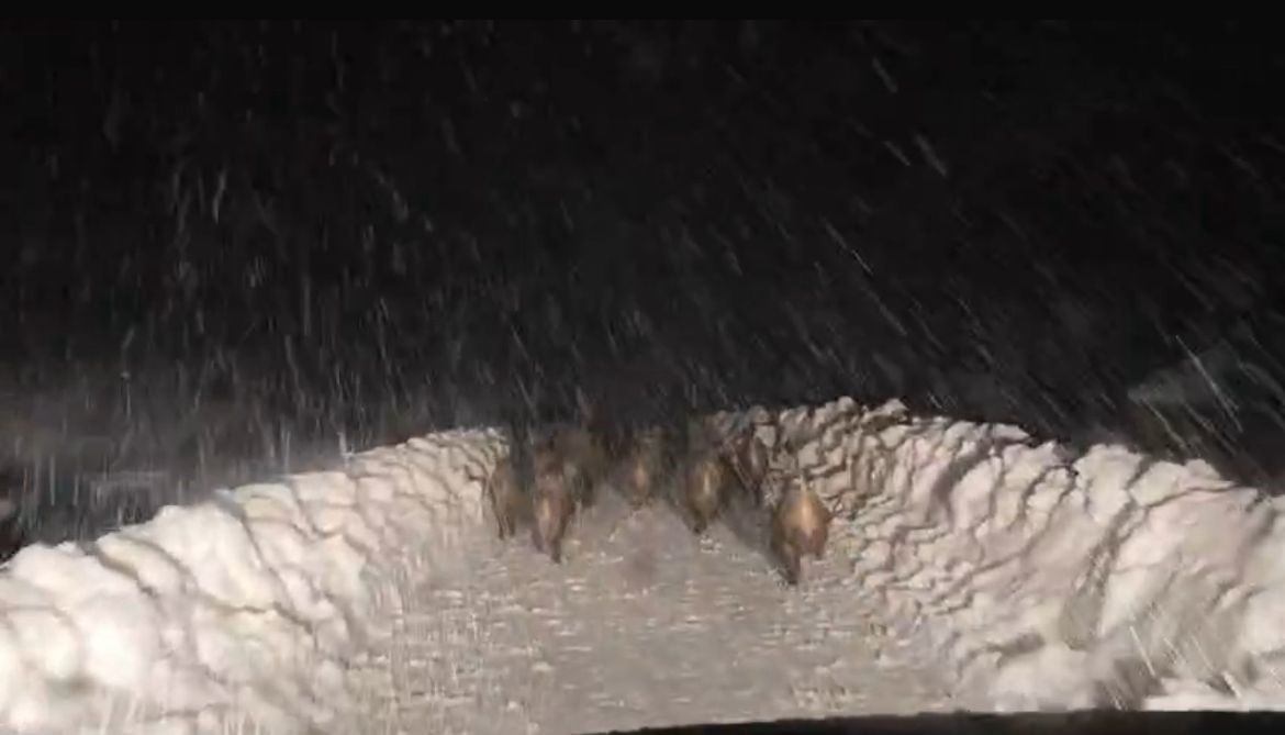 Siirt’in Şirvan ilçesinde yaban domuzu sürüsü, karla mücadele çalışması yapan