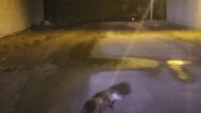 Adıyaman’da, yol ortasında su samuru görüntülendi.