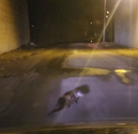 Adıyaman’da, yol ortasında su samuru görüntülendi.