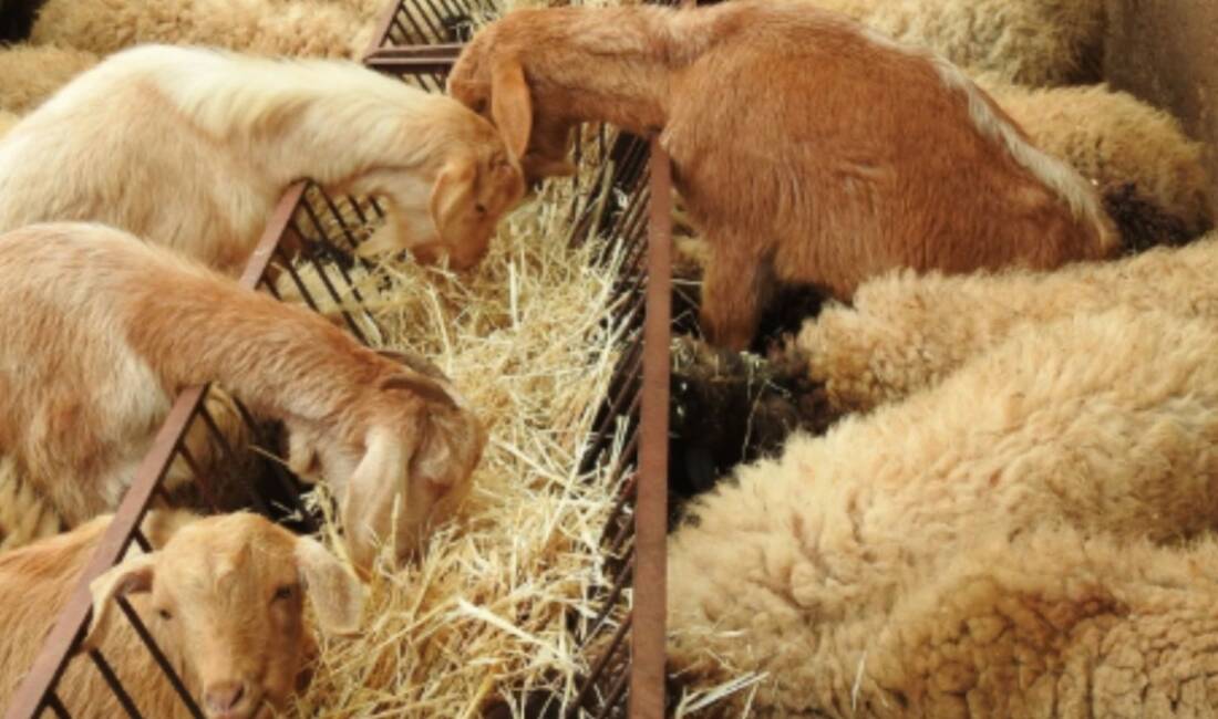 Tarım ve Orman Bakanlığı Hayvancılık Genel Müdürlüğü (HAYGEM), kırsalda üretimi