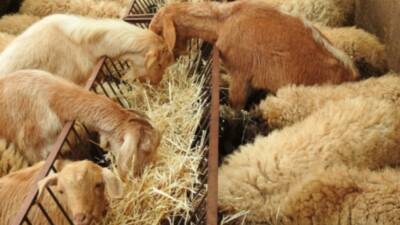 Tarım ve Orman Bakanlığı Hayvancılık Genel Müdürlüğü (HAYGEM), kırsalda üretimi