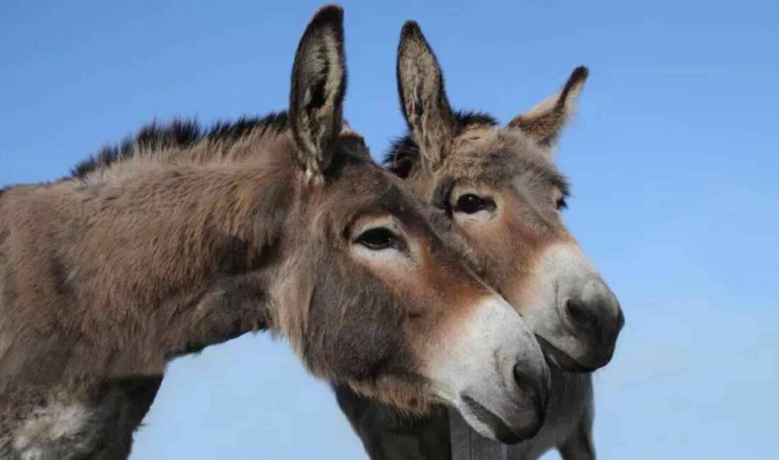 Türkiye’de eşek varlığı tarihinin en düşük seviyelerine geriledi. Tarım ve