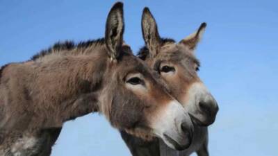 Türkiye’de eşek varlığı tarihinin en düşük seviyelerine geriledi. Tarım ve