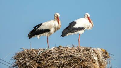 Adıyaman’ın Kızılcapınar Köyü çevresinde baharın ilk leylekleri görüntülendi. Fotoğraf sanatçısı