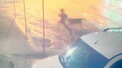 Adıyaman’ın Kahta ilçesinde sahipsiz köpeklerin saldırısına uğrayan 10 yaşındaki çocuk,