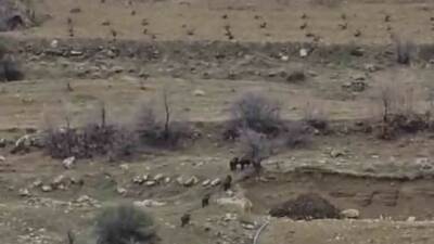 Diyarbakır’ın Çermik ilçesinde yerleşim yerine doğru giden domuz sürücü cep