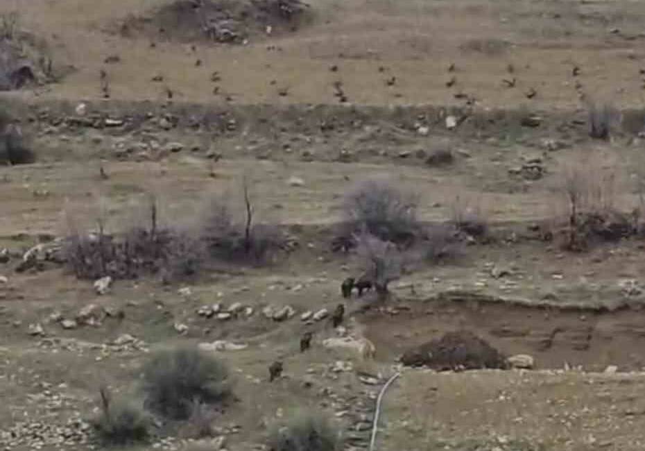Diyarbakır’ın Çermik ilçesinde yerleşim yerine doğru giden domuz sürücü cep