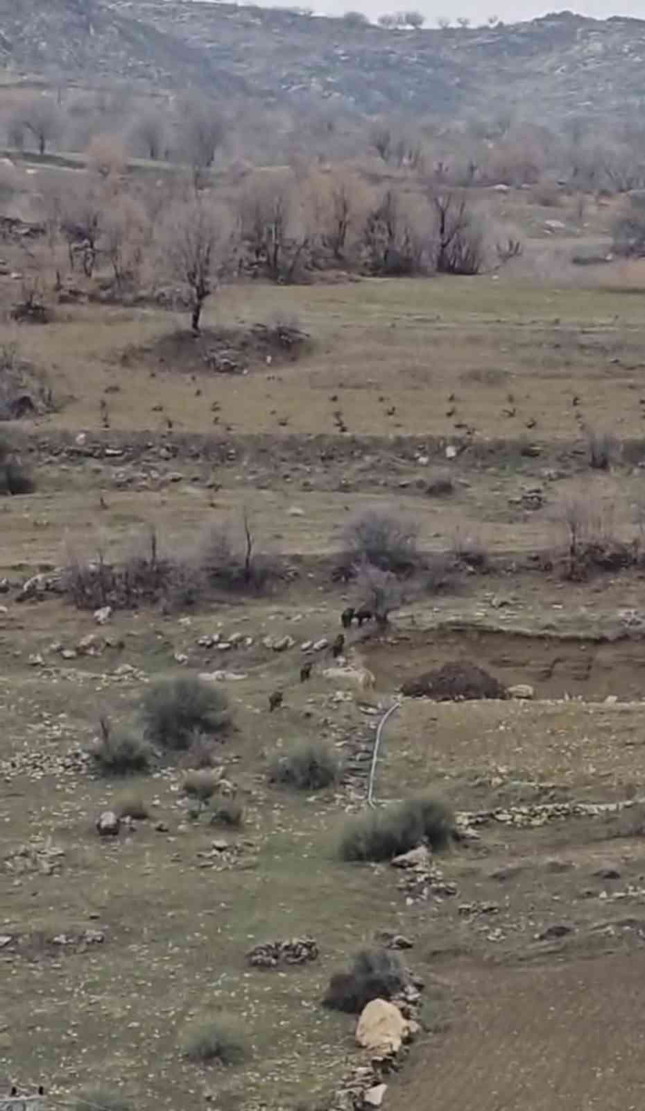 Diyarbakır’ın Çermik ilçesinde yerleşim yerine doğru giden domuz sürücü cep