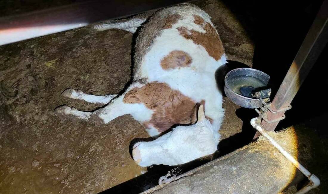 Adıyaman’ın Gerger ilçesinde elektrik kaçağından dolayı 8 büyükbaş hayvan telef