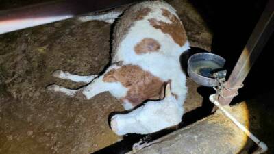 Adıyaman’ın Gerger ilçesinde elektrik kaçağından dolayı 8 büyükbaş hayvan telef