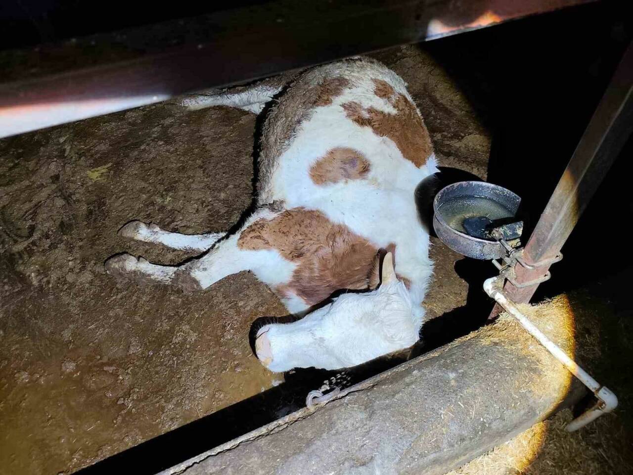 Adıyaman’ın Gerger ilçesinde elektrik kaçağından dolayı 8 büyükbaş hayvan telef