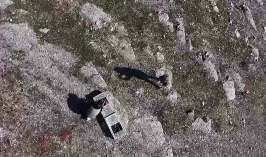 Habur Sınır Kapısında ele geçirilen 38 kınalı keklik, ekiplerin titiz