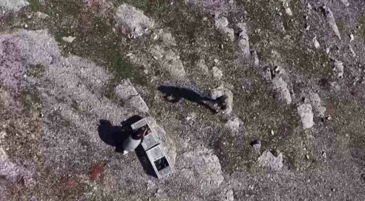 Habur Sınır Kapısında ele geçirilen 38 kınalı keklik, ekiplerin titiz