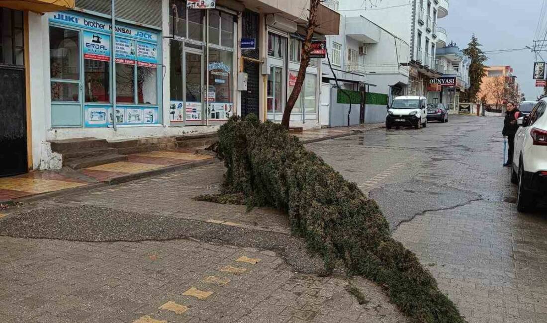 Adıyaman’ın Kahta ilçesinde etkili olan yoğun rüzgar nedeniyle bir çam