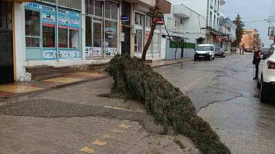 Adıyaman’ın Kahta ilçesinde etkili olan yoğun rüzgar nedeniyle bir çam