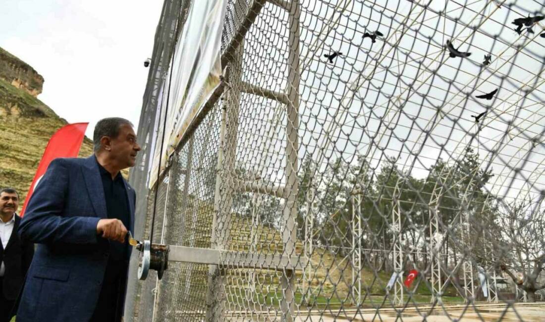 Şanlıurfa’nın Birecik ilçesinde nesli tükenme tehlikesi altında olduğu için koruma