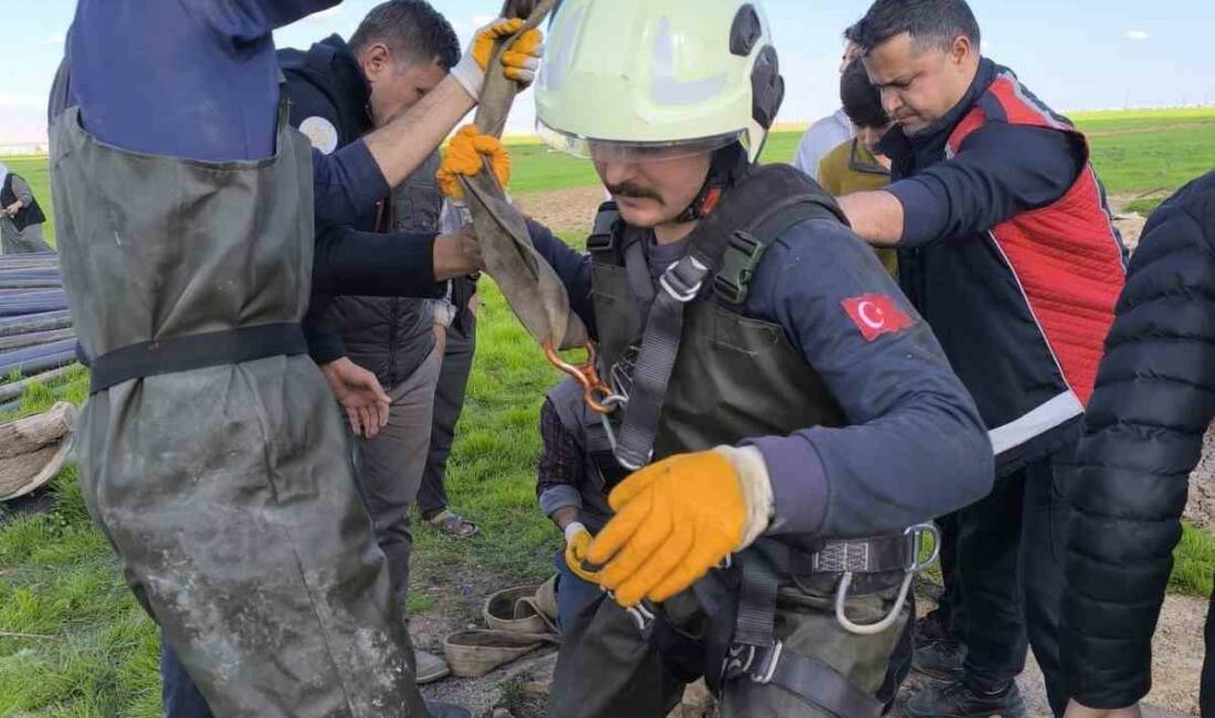 Mardin’in Kızıltepe ilçesinde kuyuya düşen inek, itfaiye ekiplerince kurtarıldı.