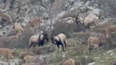 Adıyaman’ın Sincik ilçesinde dağ keçileri ilçe girişinde bulunan boğaz mevkiine