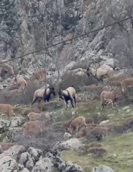 Adıyaman’ın Sincik ilçesinde dağ keçileri ilçe girişinde bulunan boğaz mevkiine