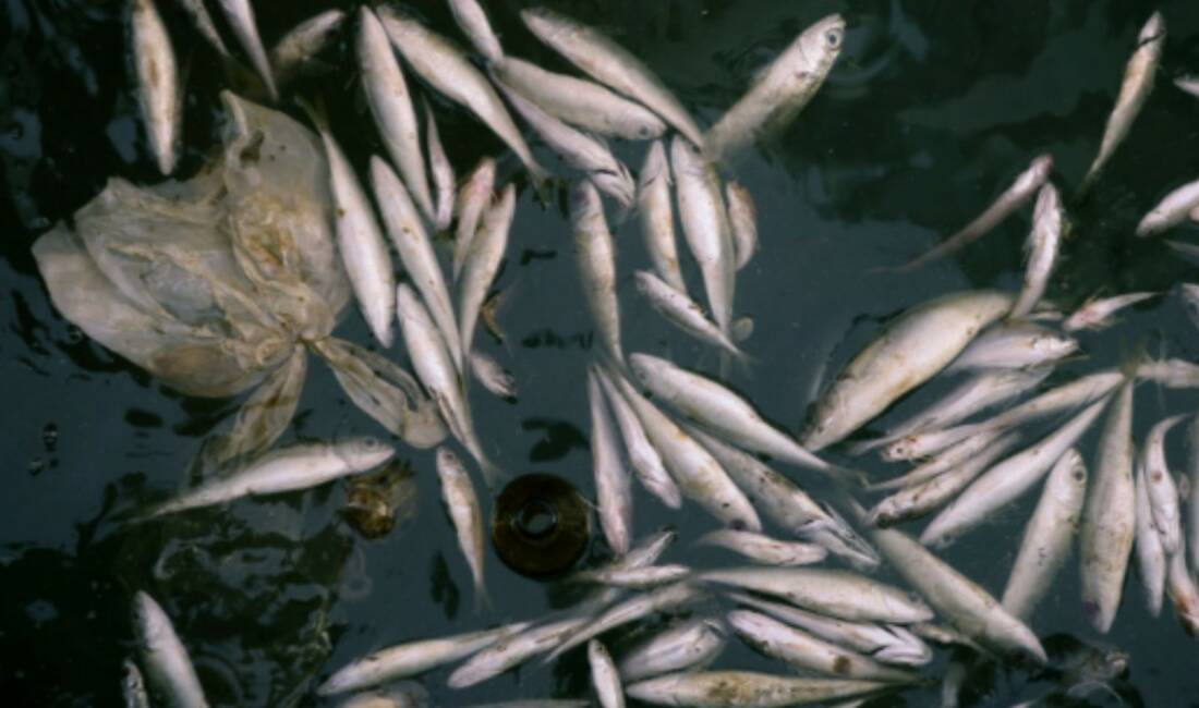 Adıyaman'da baraj, göl, gölet ve akarsuları kapsayan iç sularda su