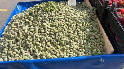 Adıyaman'ın önemli tarım ürünlerinden biri olan baharın müjdecisi olarak ta