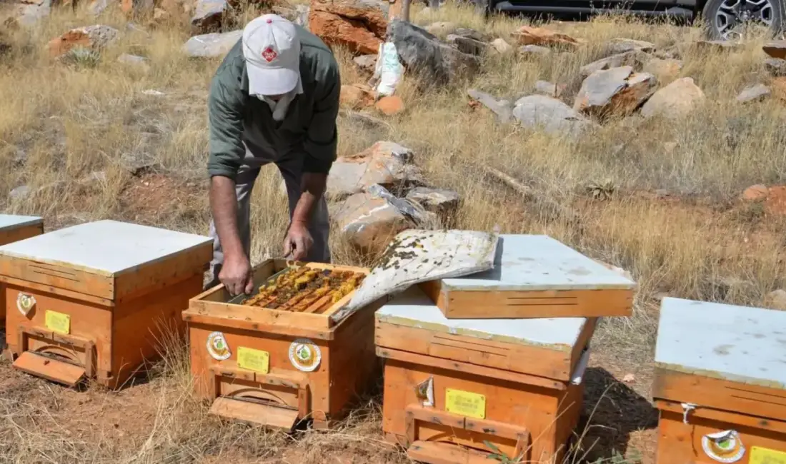 Adıyaman’da arıcılık sektörünü güçlendirmek amacıyla 1.500 arılı kovan dağıtımı için