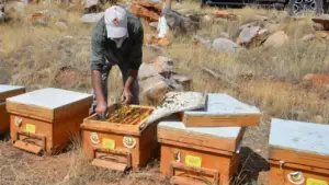 Adıyaman’da arıcılık sektörünü güçlendirmek amacıyla 1.500 arılı kovan dağıtımı için