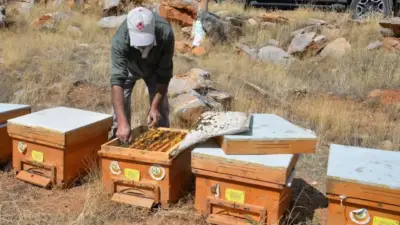 Adıyaman’da arıcılık sektörünü güçlendirmek amacıyla 1.500 arılı kovan dağıtımı için