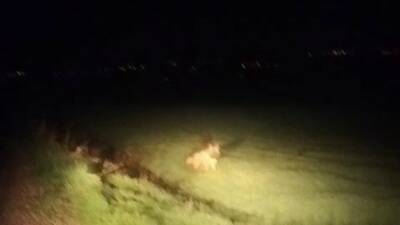 Adıyaman’ın Besni ilçesi kırsalında gece saatlerinde çizgili sırtlan görüldü.