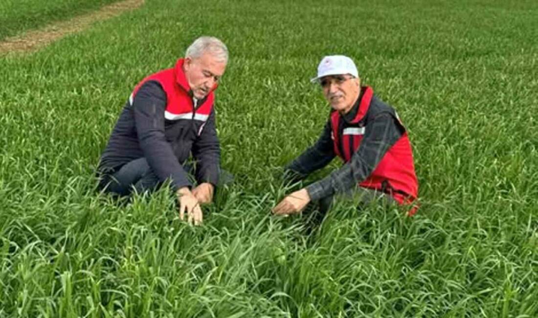 Araban’da sağanak yağışların ardından buğday ve arpa ekili alanlara zarar