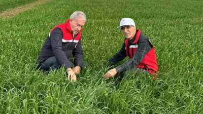 Araban’da sağanak yağışların ardından buğday ve arpa ekili alanlara zarar
