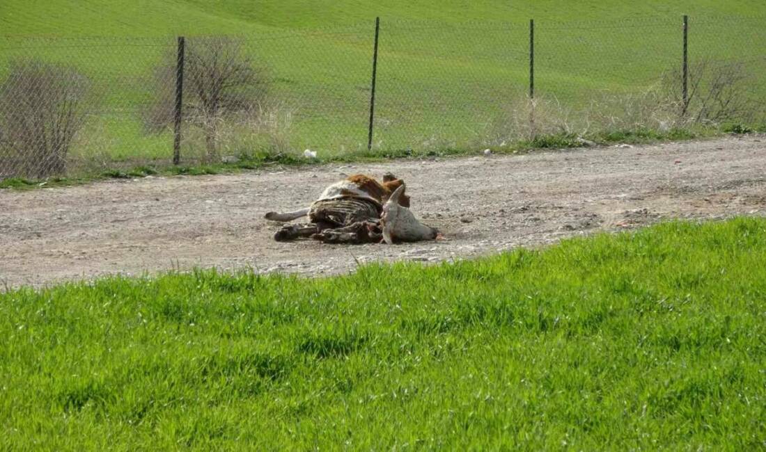 Adıyaman’da Atatürk Barajı içerisine, yol ortasına ve kenarlarına atılan çok
